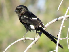 Lanius melanoleucus melanoleucus
