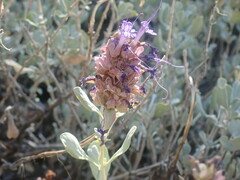 Salvia pachyphylla