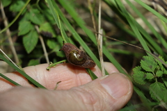 Stanisicarion freycineti