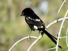 Lanius melanoleucus melanoleucus