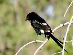 Lanius melanoleucus melanoleucus