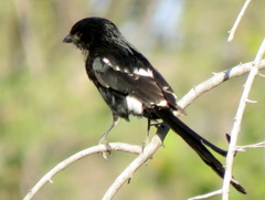 Lanius melanoleucus melanoleucus