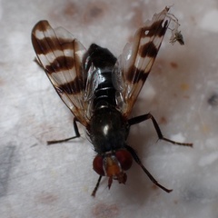 Ceroxys urticae