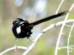 Lanius melanoleucus melanoleucus