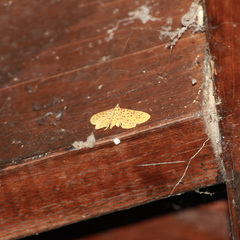 Polygrammodes eleuata