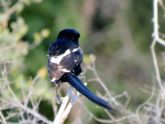 Lanius melanoleucus melanoleucus