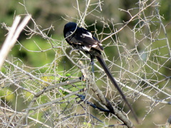 Lanius melanoleucus melanoleucus