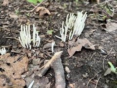 Clavaria