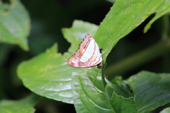 Adelpha