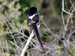 Lanius melanoleucus melanoleucus