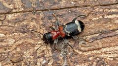 Thanasimus formicarius