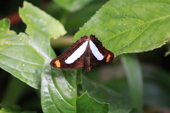 Adelpha