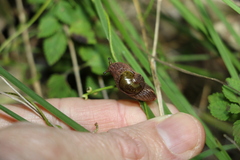 Stanisicarion freycineti