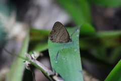 Hermeuptychia canthe