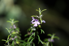 Westringia eremicola