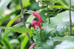 Centropogon cornutus