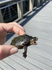 Kinosternon subrubrum hippocrepis