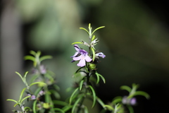 Westringia eremicola