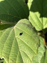 Phalacridae