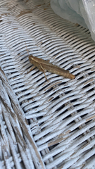 Melanoplus yarrowii