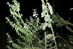 Westringia eremicola