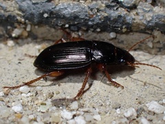 Harpalus rufipes