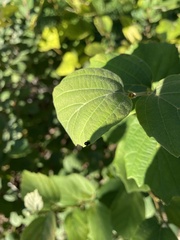 Phalacridae