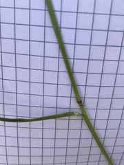 Eragrostis intermedia