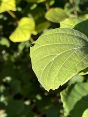 Phalacridae