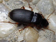 Harpalus rufipes