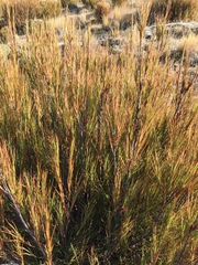 Dracophyllum longifolium