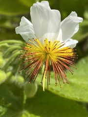 Sparrmannia