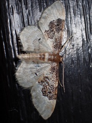 Idaea rusticata