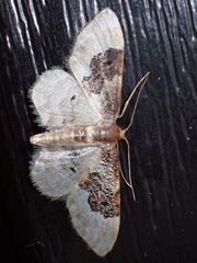 Idaea rusticata