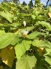Sparrmannia