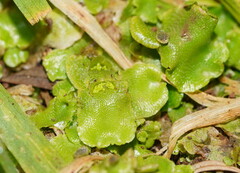Lunularia cruciata