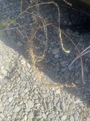 Sairocarpus vexillocalyculatus