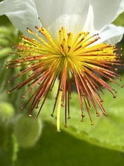 Sparrmannia
