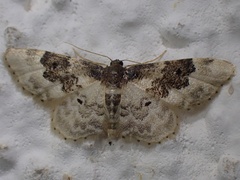 Idaea rusticata
