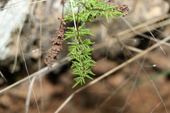 Cheilanthes sieberi sieberi