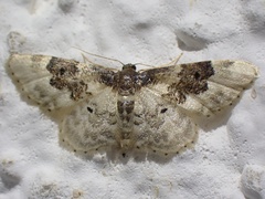 Idaea rusticata