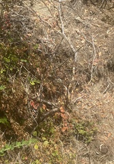 Diplacus aurantiacus