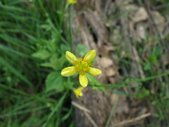 Ranunculus bulbosus