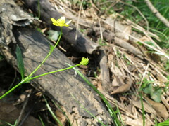 Ranunculus bulbosus