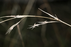 Cymbopogon refractus