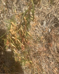 Diplacus aurantiacus