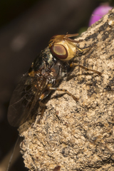 Duomyia