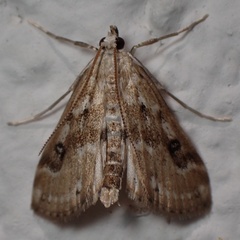 Parapoynx stratiotata