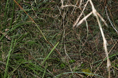 Cymbopogon refractus