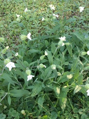 Silene noctiflora